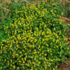 Spilanthes, Brede mafane (Acmella alba), packet of 100 seeds, organic - Image 2