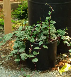 Spinach, Malabar Red (Basella rubra), packet of 10 seeds, organic - Image 5