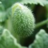 Cucumber, Squirting (Ecballium elaterium), packet of 10 seeds, organic - Image 4