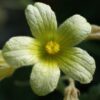 Cucumber, Squirting (Ecballium elaterium), packet of 10 seeds, organic - Image 3