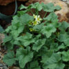 Cucumber, Squirting (Ecballium elaterium), packet of 10 seeds, organic