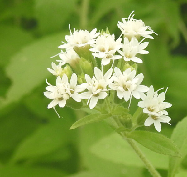 Stevia (Stevia rebaudiana) potted plant, organic