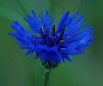 Centaurea Cyanus BALL Cornflower 'Blue Ball' Appx 200 seeds Annual 5060495013065 