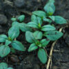 Savory, Summer (Satureja hortensis) seeds, organic - Image 2
