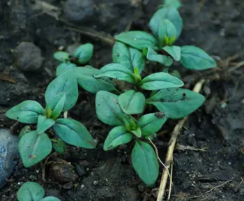 Savory, Summer (Satureja hortensis) seeds, organic - Image 2