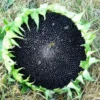 Dye Plants Seed Collection (8 seed packets): Amaranth, Hopi Red Dye; Chamomile, Dyer's; Japanese Indigo, Pink-Flowered; Madder; Marigold, French; Nettles; Our Lady's Bedstraw; Sunflower, Hopi Black Dye, Organic - Image 8