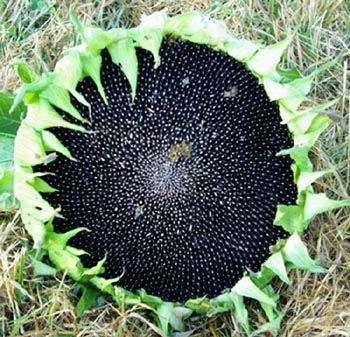 Sunflower, Hopi Black Dye (Helianthus annuus), packet of 30 seeds ...