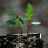 Szechuan Pepper (Zanthoxylum simulans), packet of 10 seeds, Organic - Image 2