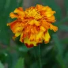 Dye Plants Seed Collection (8 seed packets): Amaranth, Hopi Red Dye; Chamomile, Dyer's; Japanese Indigo, Pink-Flowered; Madder; Marigold, French; Nettles; Our Lady's Bedstraw; Sunflower, Hopi Black Dye, Organic - Image 4