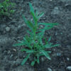 Tarragon, Russian (Artemisia dracunculoide), potted plant, organic