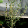 Thyme, German Winter (Thymus vulgaris) potted plant, organic - Image 3