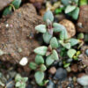Thyme, German Winter (Thymus vulgaris) potted plant, organic - Image 2
