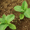 Tobacco, Smoking (Nicotiana tabacum) seeds, organic - Image 3