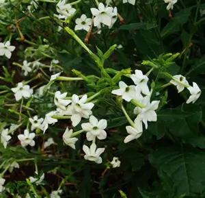 Tobacco, Night Blooming Azteca (Nicotiana alata), potted plant, organic - Image 7