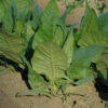 Tobacco, West Indies (Nicotiana tabacum) seeds, organic