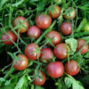 Tomato, Black Cherry (Lycopersicon esculentum), packet of 50 seeds, organic