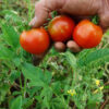 Tomato, Stupice (Lycopersicon esculentum), packet of 30 seeds, organic - Image 2