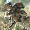 Peony, Tree (Paeonia suffriticosa) seeds, organic - Image 3