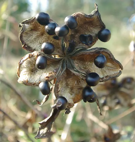 Peony, Tree (Paeonia suffriticosa) seeds, organic - Image 3