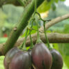 Tomato, Tree (Cyphomandra betacea) potted tree, organic