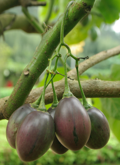 Cyphomandra betacea Tree tomato or tamarillo quart plant FREE SHIPPING 