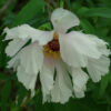 Peony, Tree (Paeonia suffriticosa) seeds, organic