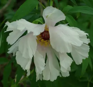 Peony, Tree (Paeonia suffriticosa) seeds, organic