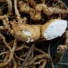 Gourd, Snake (Trichosanthes kirilowii) seeds, organic - Image 6