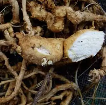 Gourd, Snake (Trichosanthes kirilowii) seeds, organic - Image 6