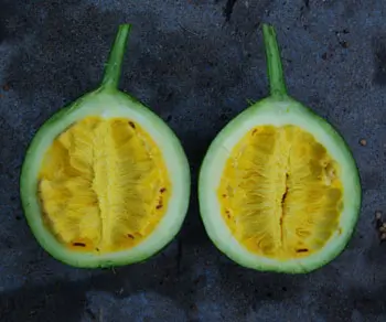 Gourd, Snake (Trichosanthes kirilowii) seeds, organic - Image 5