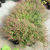 Tulsi, Rama--Rama Tulsi, Holy Basil (Ocimum tenuiflorum) potted plant, organic - Image 4