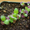 Tulsi, Rama -- Rama Tulsi, Holy Basil (Ocimum tenuiflorum) seeds, organic - Image 2