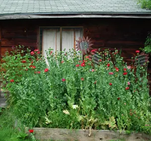 Poppy, Turkish Red (Papaver somniferum) seeds, Organic - Image 3