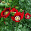 Poppy Set (5 seed packets): California, Flanders, Giant Pod, Turkish Red and Zahir - Image 6