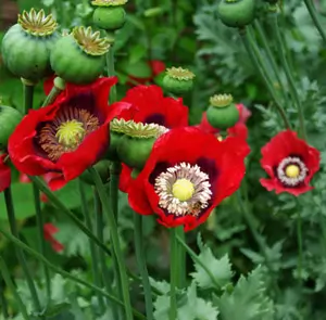 Poppy Set (5 seed packets): California, Flanders, Giant Pod, Turkish Red and Zahir - Image 6