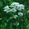 Valerian, Homestash (Valeriana officinalis), packet of 50 seeds, organic - Image 8