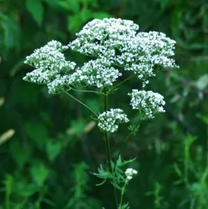 Valerian, Homestash (Valeriana officinalis), potted plant, organic - Image 2