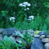 Valerian, Homestash (Valeriana officinalis), packet of 50 seeds, organic - Image 3