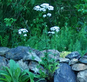 Valerian, Homestash (Valeriana officinalis), potted plant, organic - Image 3