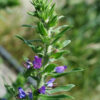 Viper's Bugloss (Echium vulgare), potted plant, organic (MT, WA no) - Image 2