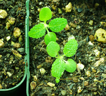 Blue Puffball Vitex Plant