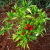 Pepper, Thai Volcano (Capsicum frutescens) seeds, organic - Image 5