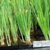 Onions, Walla Walla Sweet (Allium cepa), packet of 100 seeds, organic - Image 2