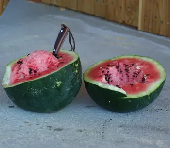 Watermelon, Moon and Stars (Citrullus lanatus) seeds, organic