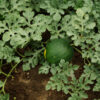 Watermelon, Moon and Stars (Citrullus lanatus) seeds, organic - Image 2