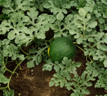 Watermelon, Moon and Stars (Citrullus lanatus) seeds, organic - Image 2