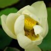 Lotus, Sacred (Nelumbo nucifera) seeds