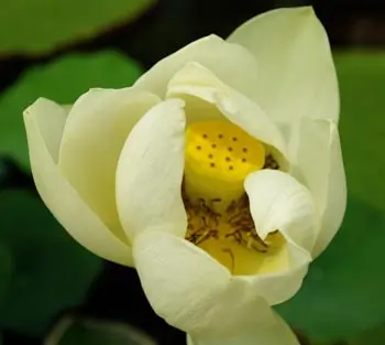 Lotus, Sacred (Nelumbo nucifera) seeds