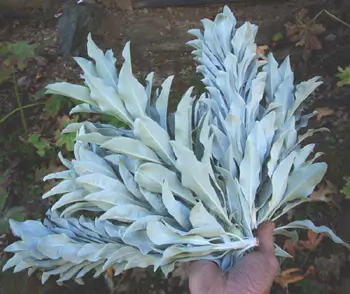 Sage, White (Salvia apiana) seeds, organic - Image 10