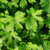 Geranium, Wild (Geranium maculatum) potted plant, organic - Image 2